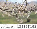 白い梅の花 白い梅の花 138395162