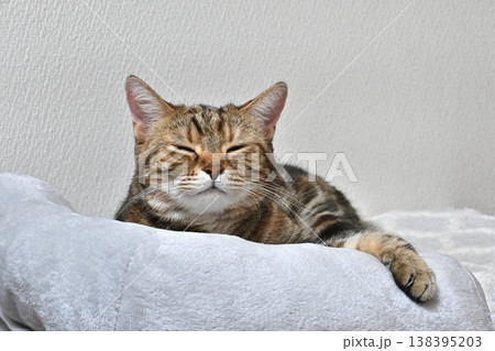 昼寝する猫のリラックスした表情 138395203