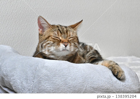 昼寝する猫のリラックスした表情 138395204