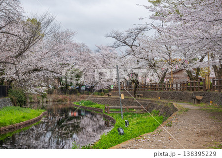 曇りの日の本庄若泉公園の満開の桜 曇りの日の本庄若泉公園の満開の桜 138395229