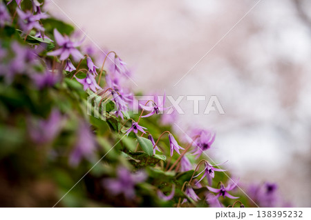 エドヒガンザクラをバックに咲くカタクリの群生 138395232