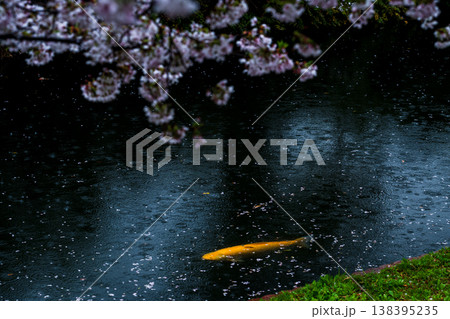 雨の日の水面に映る桜と鯉 雨の日の水面に映る桜と鯉 138395235