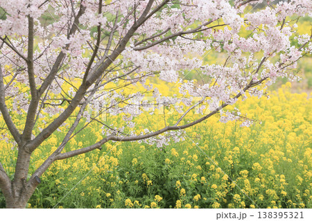 桜と菜の花畑 桜と菜の花畑 138395321
