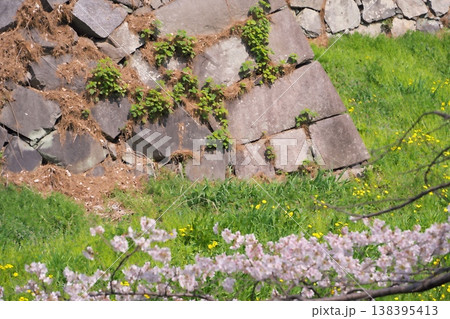 名古屋城の外堀と満開の桜と菜の花 名古屋城の外堀と満開の桜と菜の花 138395413
