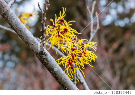 早春に咲く黄色い花のマンサク バームステッドゴールドの花のクローズアップ 138395445