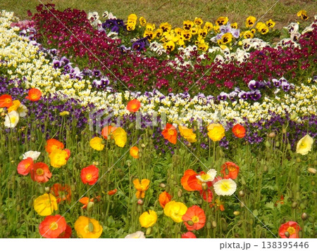 春の花　花畑 138395446