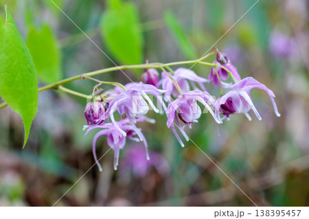 林の中でひっそりと美しく咲くピンクのイカリソウの花のクローズアップ 林の中でひっそりと美しく咲くピンクのイカリソウの花のクローズアップ 138395457