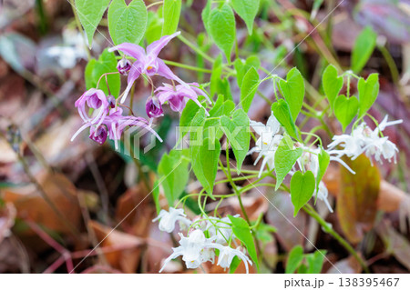 林の中でひっそりと美しく咲くピンクのイカリソウの花 138395467