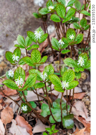 早春の林にひっそりと咲くヒトリシズカの花 早春の林にひっそりと咲くヒトリシズカの花 138395530