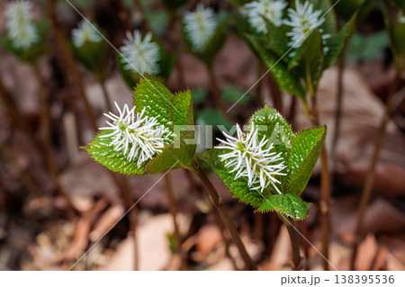 早春の林にひっそりと咲くヒトリシズカの花 早春の林にひっそりと咲くヒトリシズカの花 138395536