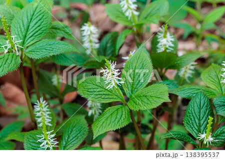 早春の林にひっそりと咲くヒトリシズカの花 早春の林にひっそりと咲くヒトリシズカの花 138395537
