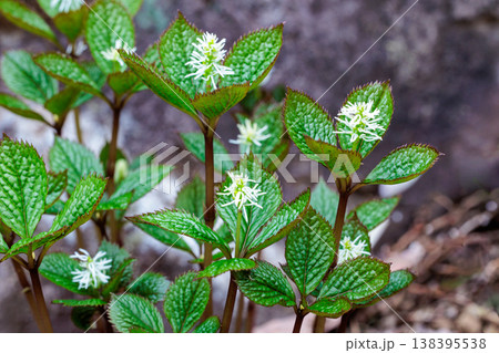 早春の林にひっそりと咲くヒトリシズカの花 138395538