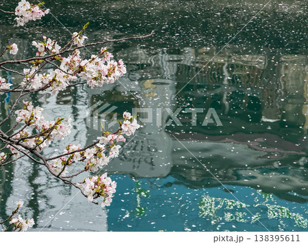 川面に舞い散る桜の花びらと春の静寂 2026.04 横浜市, 日本 138395611