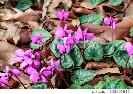 森の中で咲く原種シクラメンの花 森の中で咲く原種シクラメンの花 138395617