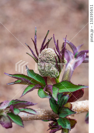 早春の林で芽吹いたニワトコの花芽 138395651