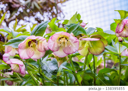 早春の庭に咲くピンク色の花に斑点模様があるクリスマスローズ  138395855