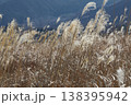 風に揺れるススキ 138395942