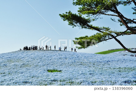 ネモフィラの花が広がるみはらしの丘と松の木の風景 138396060