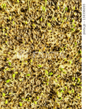Sprouted chia seeds. Healthy food 138396093