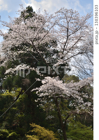 岩清水八幡宮の桜 岩清水八幡宮の桜 138396103