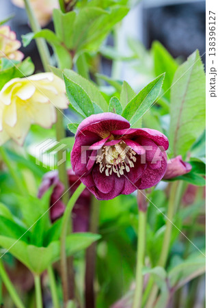 早春の庭に咲く赤いクリスマスローズ 138396127