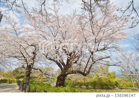 岩清水八幡宮の桜 岩清水八幡宮の桜 138396147