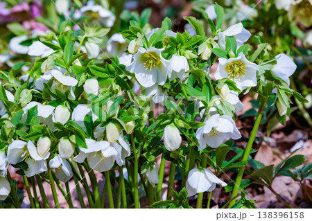 早春の庭に咲く白色のクリスマスローズ 138396158