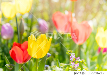 色とりどりのチューリップが咲く花壇 春の華やかな風景 色とりどりのチューリップが咲く花壇 春の華やかな風景 138396217