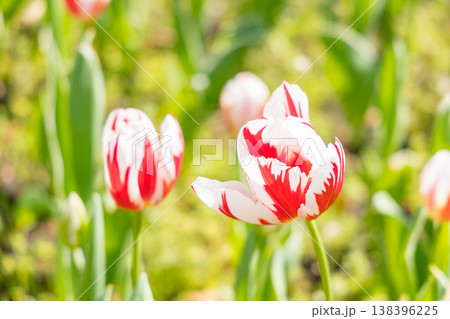色とりどりのチューリップが咲く花壇 春の華やかな風景 色とりどりのチューリップが咲く花壇 春の華やかな風景 138396225