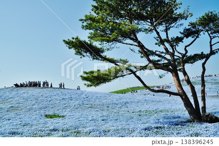 ネモフィラの花が広がるみはらしの丘と松の木の風景 ネモフィラの花が広がるみはらしの丘と松の木の風景 138396245