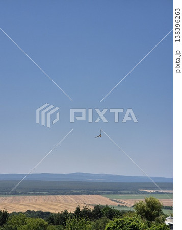 alcon in the sky. falcon soaring over the seashore alcon in the sky. falcon soaring over the seashore 138396263