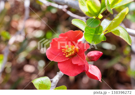 林の中で清楚に咲くボケの花 138396272