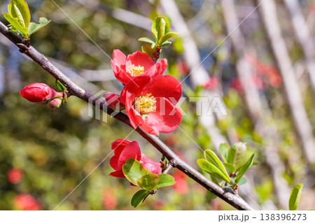 林の中で清楚に咲くボケの花 138396273