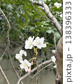 桜 138396333