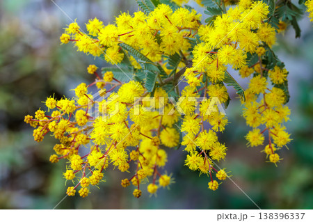 春の訪れを知らせる黄色いミモザの花のクローズアップ 138396337