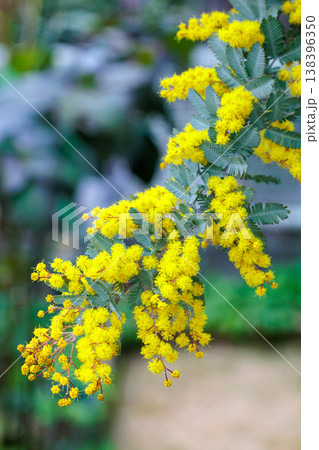 春の訪れを知らせる黄色いミモザの花 春の訪れを知らせる黄色いミモザの花 138396350