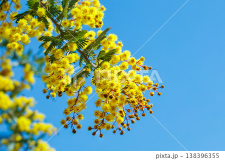 春の訪れを知らせる黄色いミモザの花 春の訪れを知らせる黄色いミモザの花 138396355
