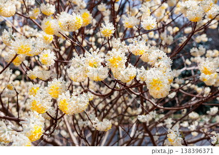 春の森に咲くミツマタの花のクローズアップ 138396371
