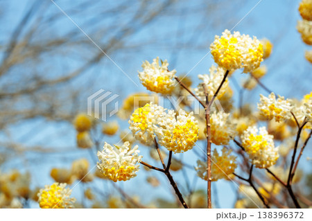 春の森に咲くミツマタの花のクローズアップ 春の森に咲くミツマタの花のクローズアップ 138396372