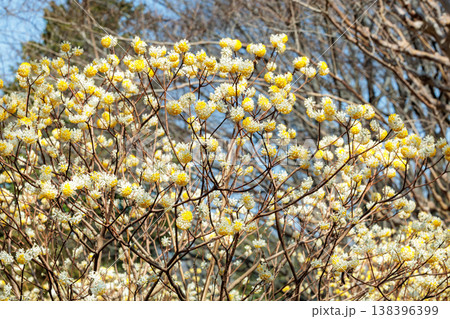 春の森に咲くかわいいミツマタの花 春の森に咲くかわいいミツマタの花 138396399