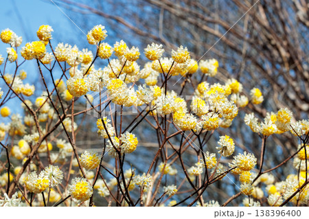 春の森に咲くかわいいミツマタの花 春の森に咲くかわいいミツマタの花 138396400