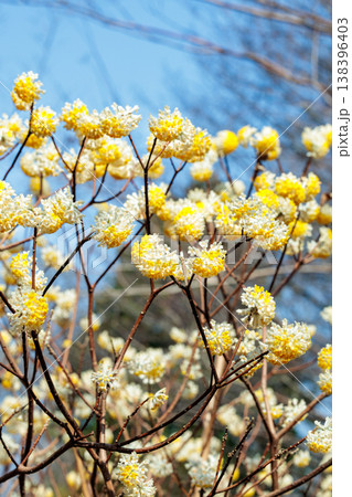 春の森に咲くかわいいミツマタの花 138396403