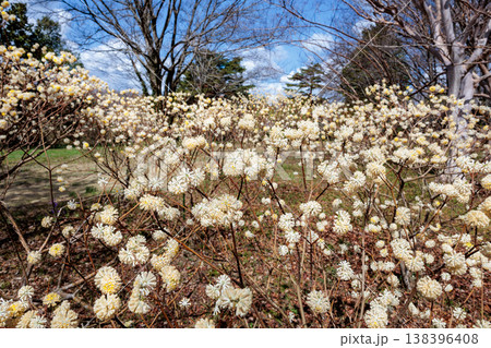 春の森に咲くかわいいミツマタの花 春の森に咲くかわいいミツマタの花 138396408