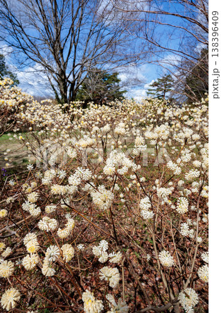 春の森に咲くかわいいミツマタの花 春の森に咲くかわいいミツマタの花 138396409