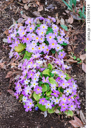 春のガーデンで咲くピンク色のプリムラの花 138396414