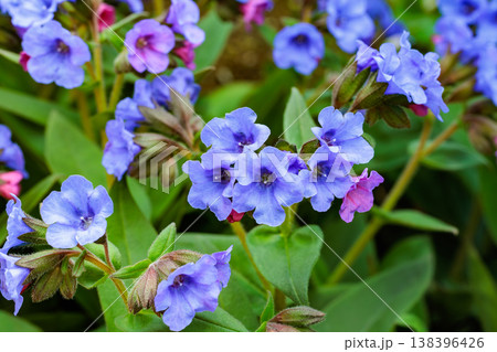 春のガーデンに咲くコバルトブルーのプルモナリアの花のクローズアップ 春のガーデンに咲くコバルトブルーのプルモナリアの花のクローズアップ 138396426