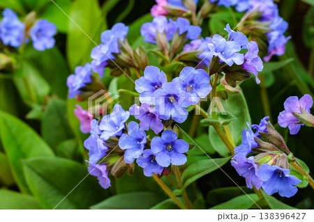 春のガーデンに咲くコバルトブルーのプルモナリアの花のクローズアップ 138396427