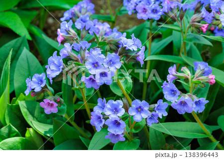 春のガーデンに咲くコバルトブルーのプルモナリアの花 春のガーデンに咲くコバルトブルーのプルモナリアの花 138396443