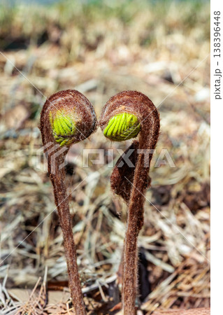 林の中で成長した春のゼンマイの新芽 林の中で成長した春のゼンマイの新芽 138396448