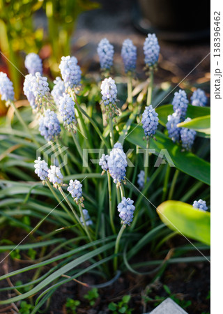 Blue Muscari Grape Hyacinth Flowers In Spring Blue Muscari Grape Hyacinth Flowers In Spring 138396462